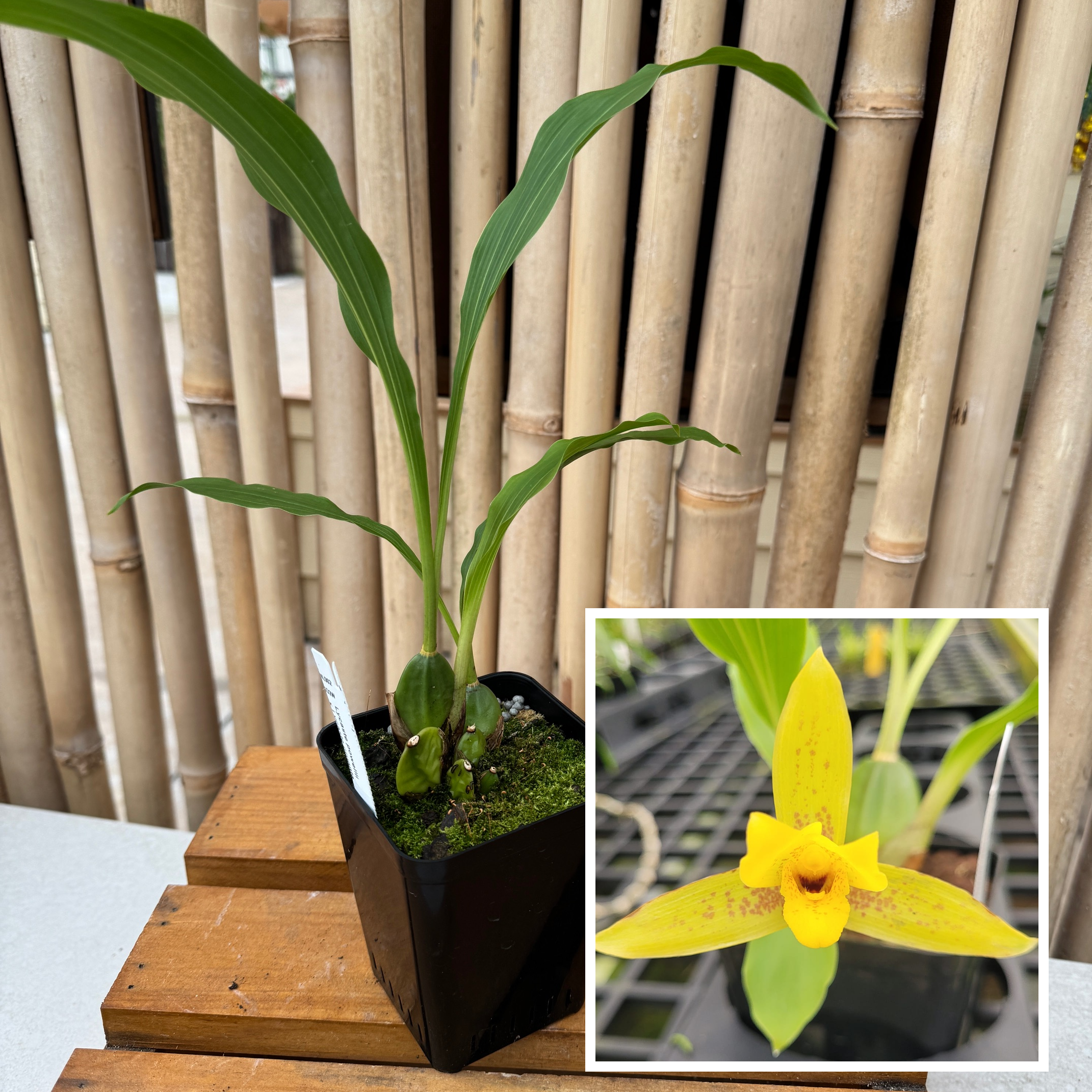 ユーカリ Lycaste powellii x cruenta (4