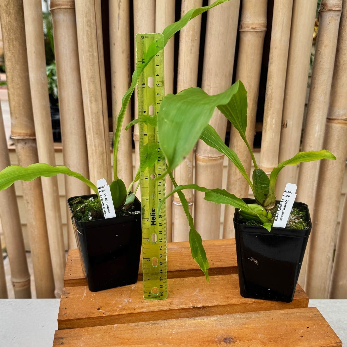 Lycaste powellii x cruenta (4" Pot) - Not Blooming
