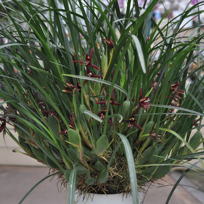 Maxillaria tenuifolia 'Green Valley' (4" Pot) - Not Blooming
