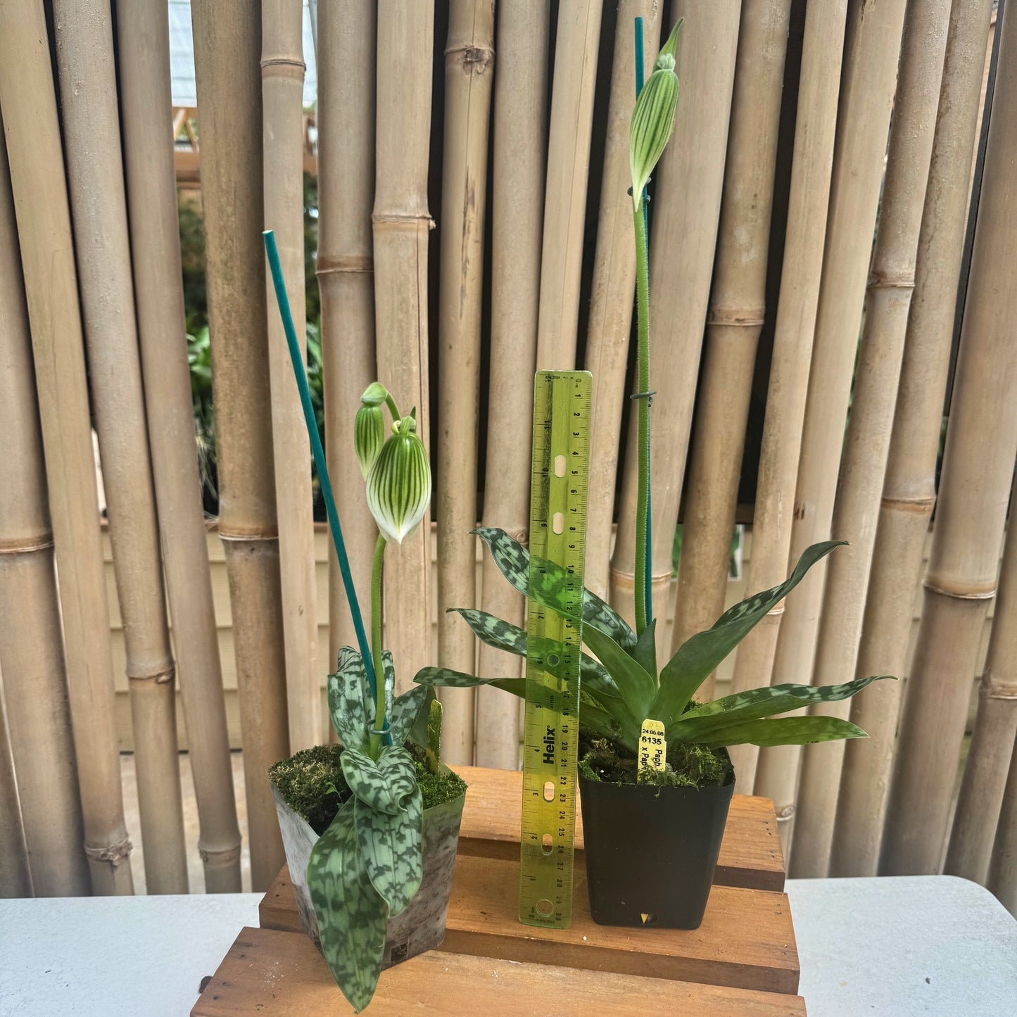 Paph. Maudiae (Green & White)