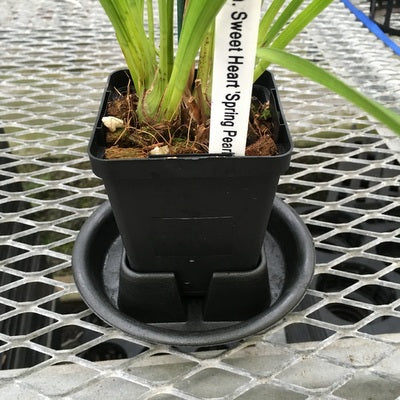 4" Pot Holder/Saucer