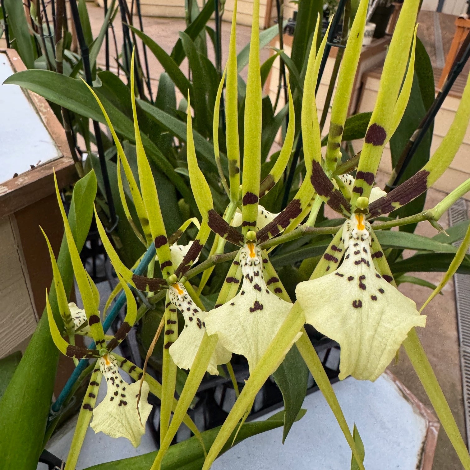 Brassia Rex 'Sakata' AM/AOS (5.5