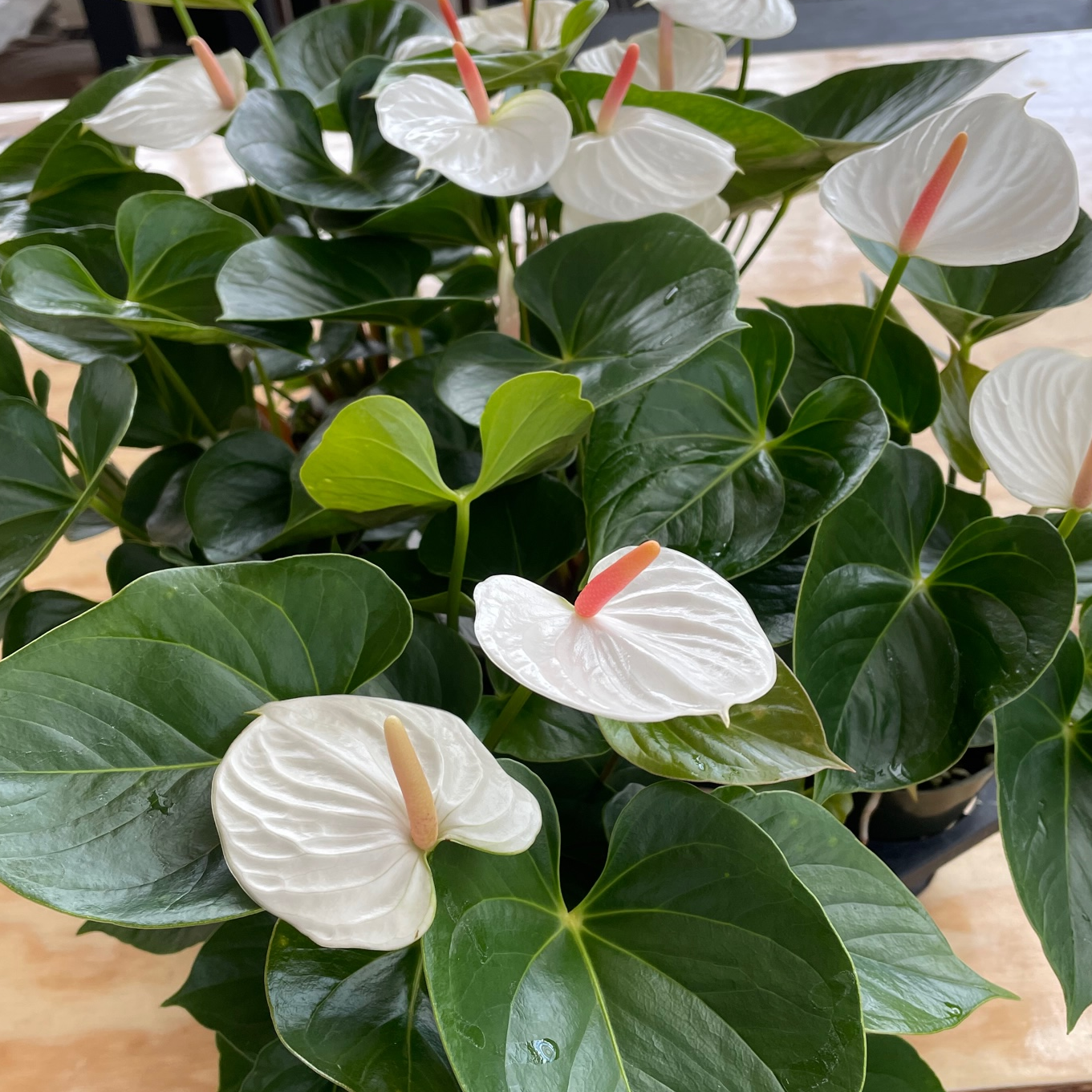 Anth. Success White (5.5" Pot)