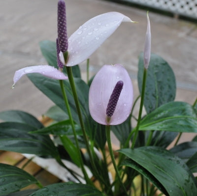 is anthurium an orchid Tinkerbell Anthurium Plant (5.5" Pot)