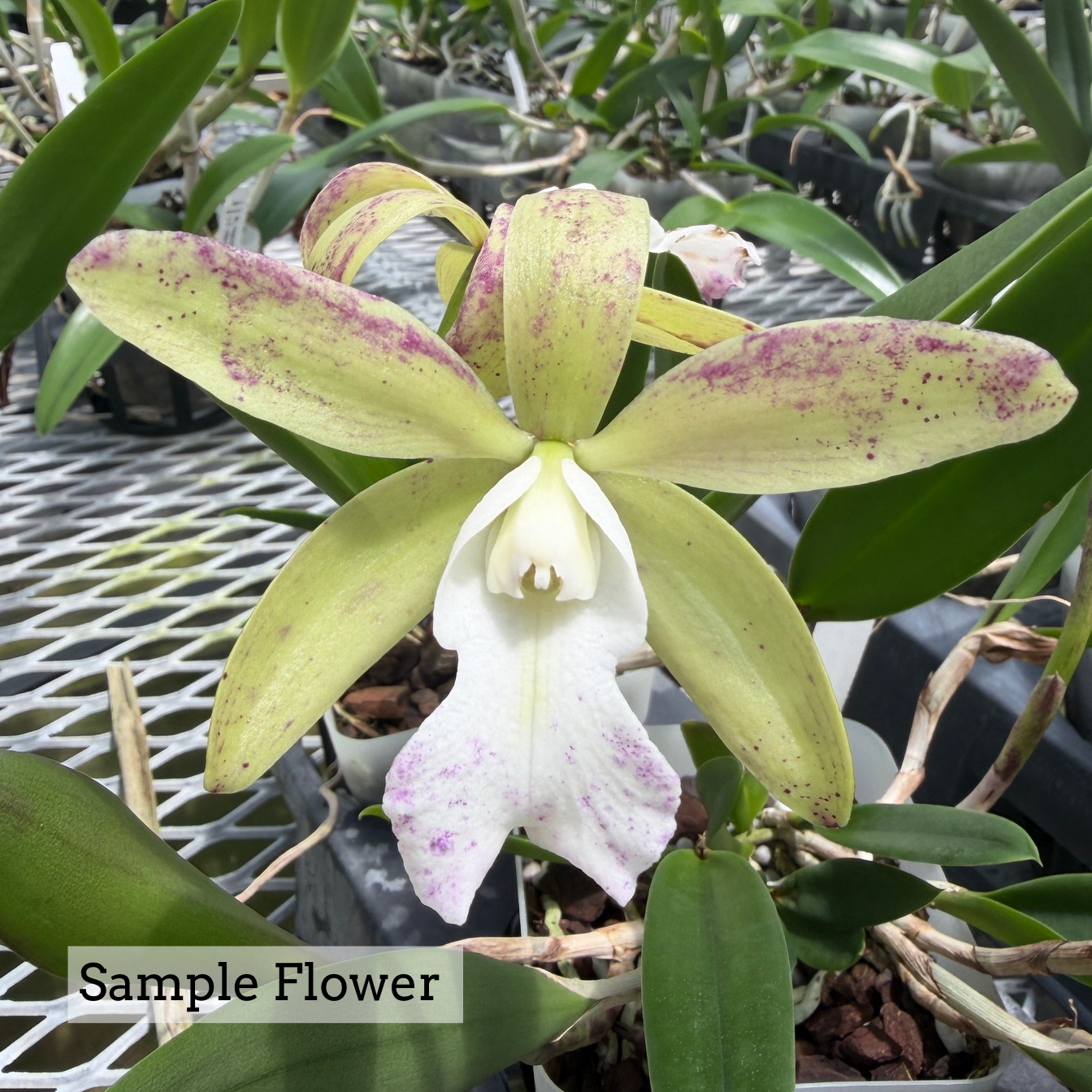 Bc. Walter August 'Twinkle' x C. Jungle Eyes 'HOF' (4" Pot) -Not Blooming