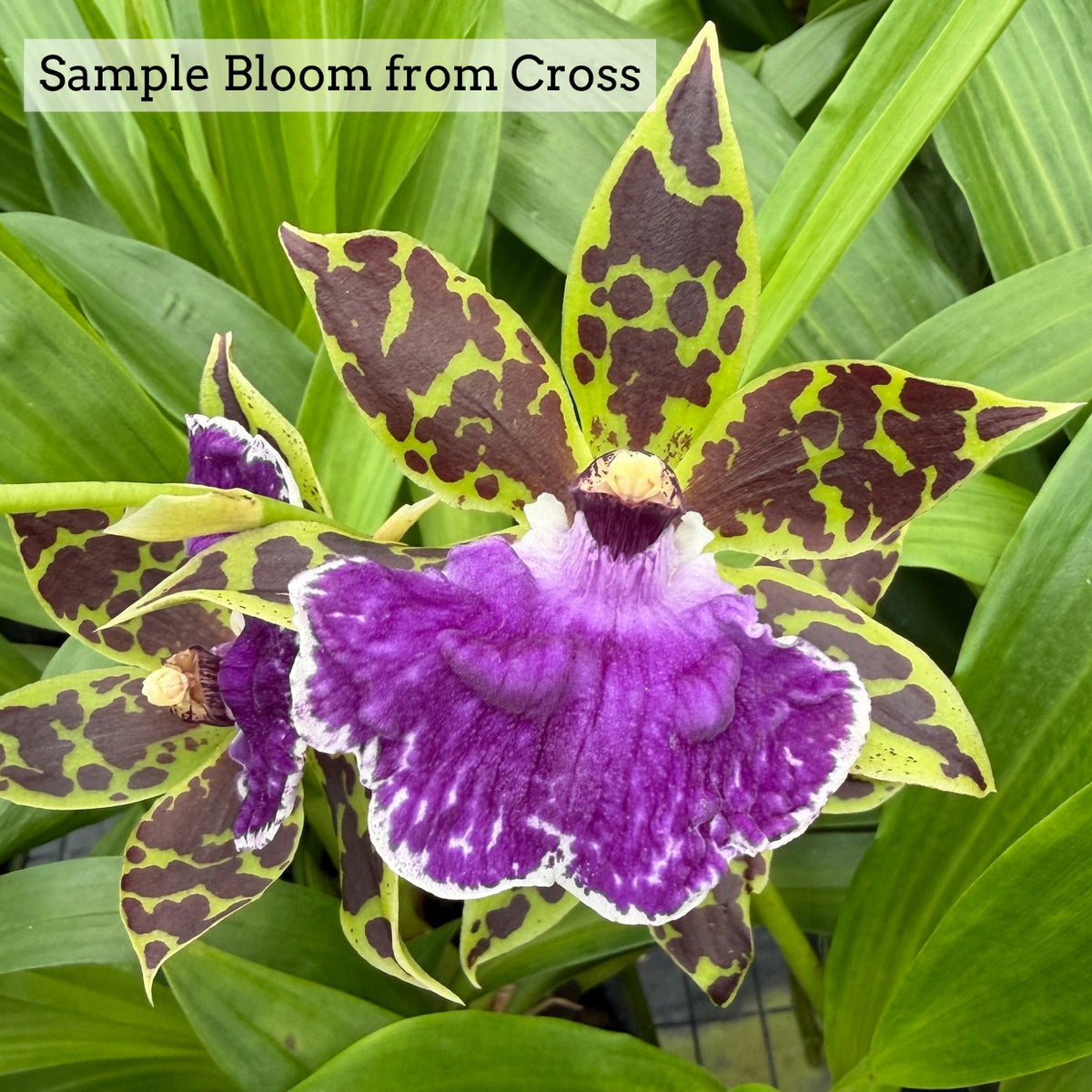 Zygo. Jumpin Jack x Zga. Adelaide Meadows (4" Pot) - Not Blooming
