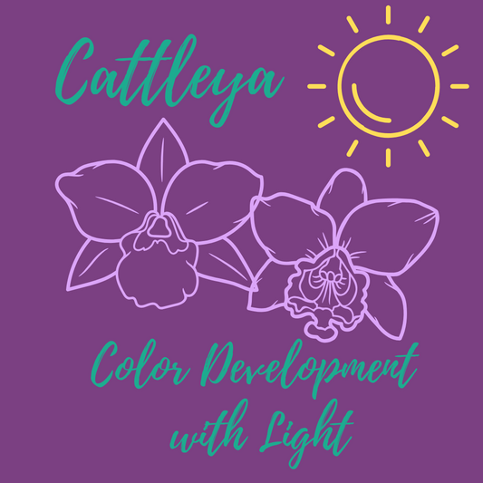 Cattleya: Color Development with Light