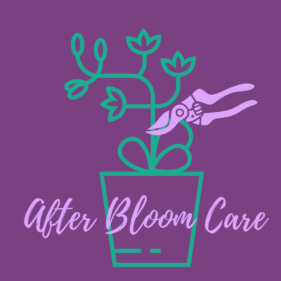 3 Simple Steps- After Bloom Care