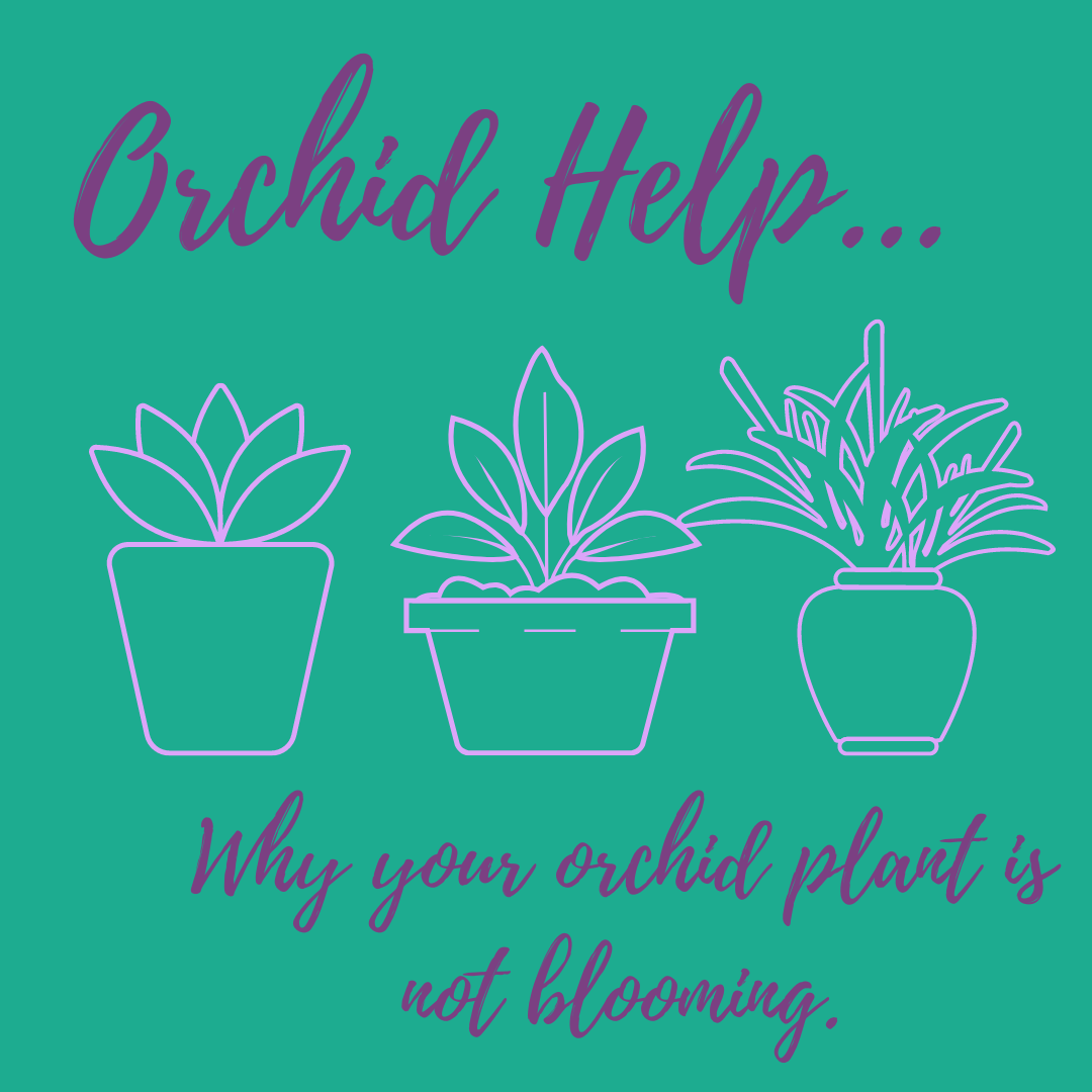 Orchid Help: 3 Reasons Why Your Orchid Plant Isn't Blooming
