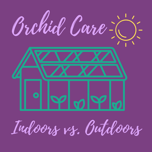 Orchid Care: Growing Indoors vs. Outdoors