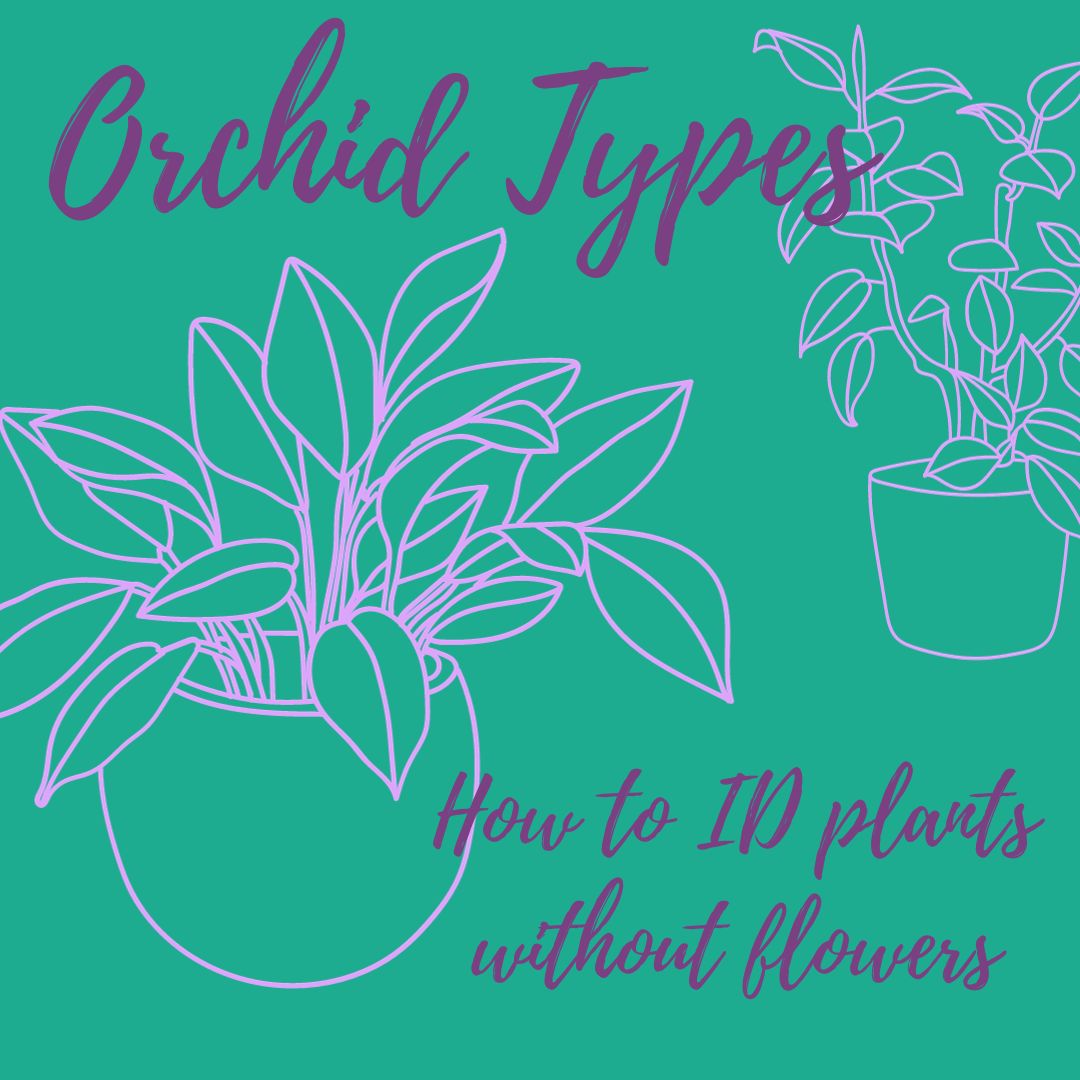 Types of Orchids: How to ID Orchid Plants (without flowers)