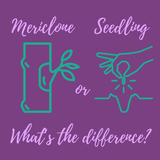 Mericlone or Seedling? How to Choose the Right Orchid for You