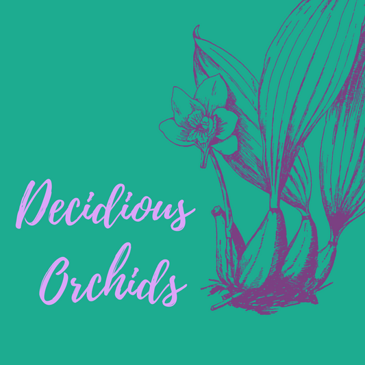 Deciduous Orchids (Bald Pseudobulbs)