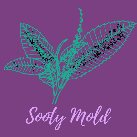 Sooty Mold on Orchids