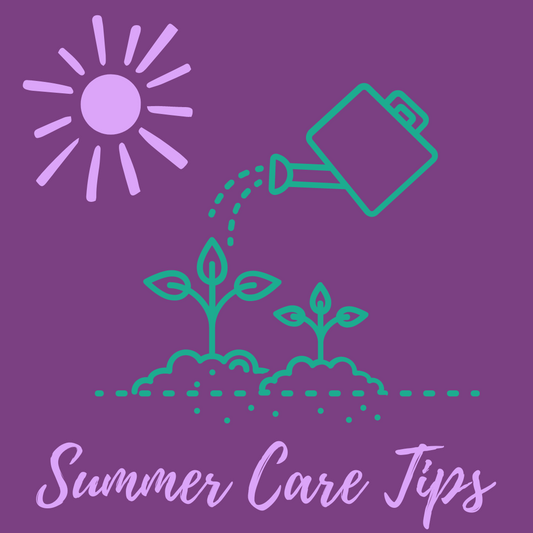 Orchid Care: 4 Tips for Summer Growing