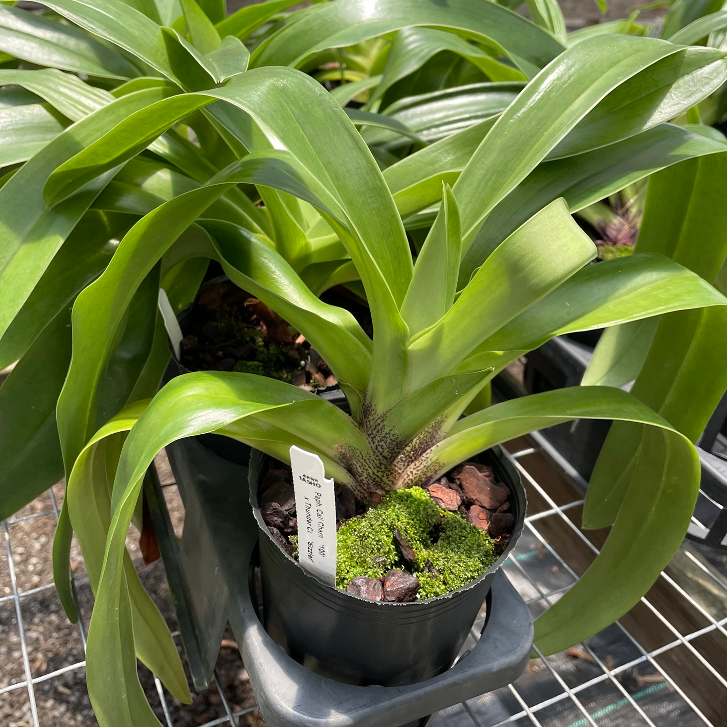 Complex Paphiopedilum (Seedling 4" Pot) - Not Blooming