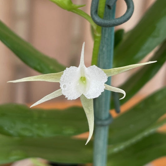 Oeoniella polystachys x sib (3" Pot) - Not Blooming
