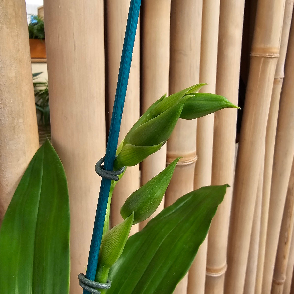 Galptm. Arlene Armour 'Conching' x Zygonisia Cynosure 'Blue Bird' (4" Pot) - Buds