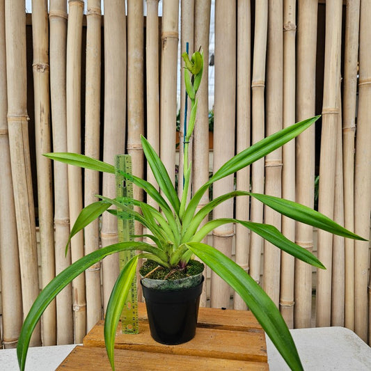 Phrag. boissierianum x Carmine 'Ken Wilson' - 4" Pot (Bud)