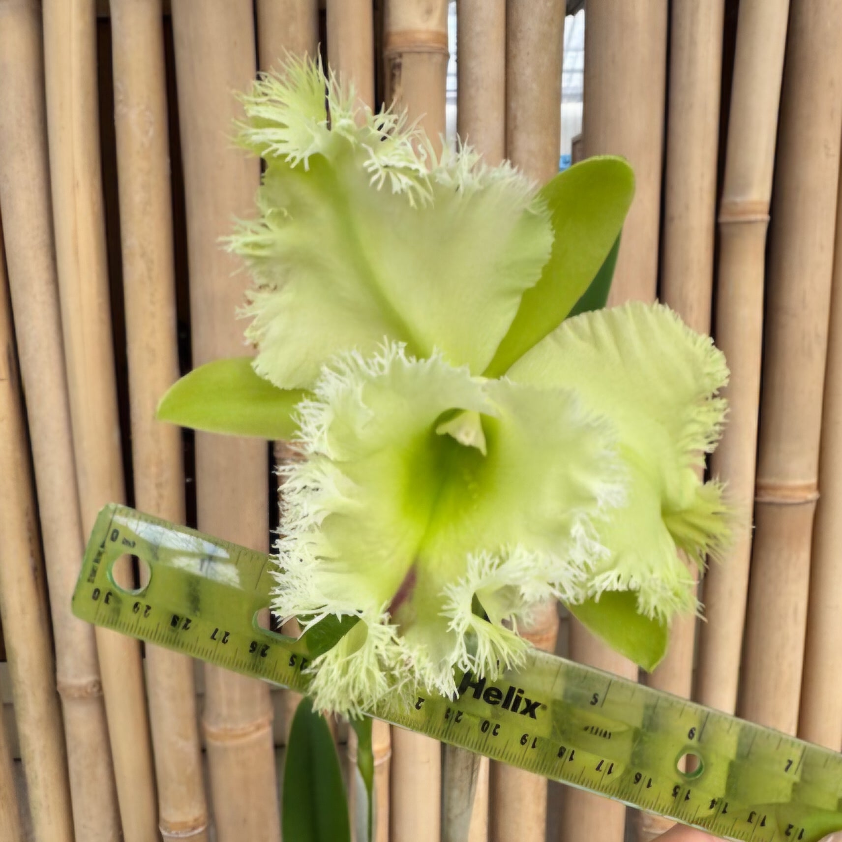 Rlc. Golf Green 'Hair Pig' JC/AOS (5