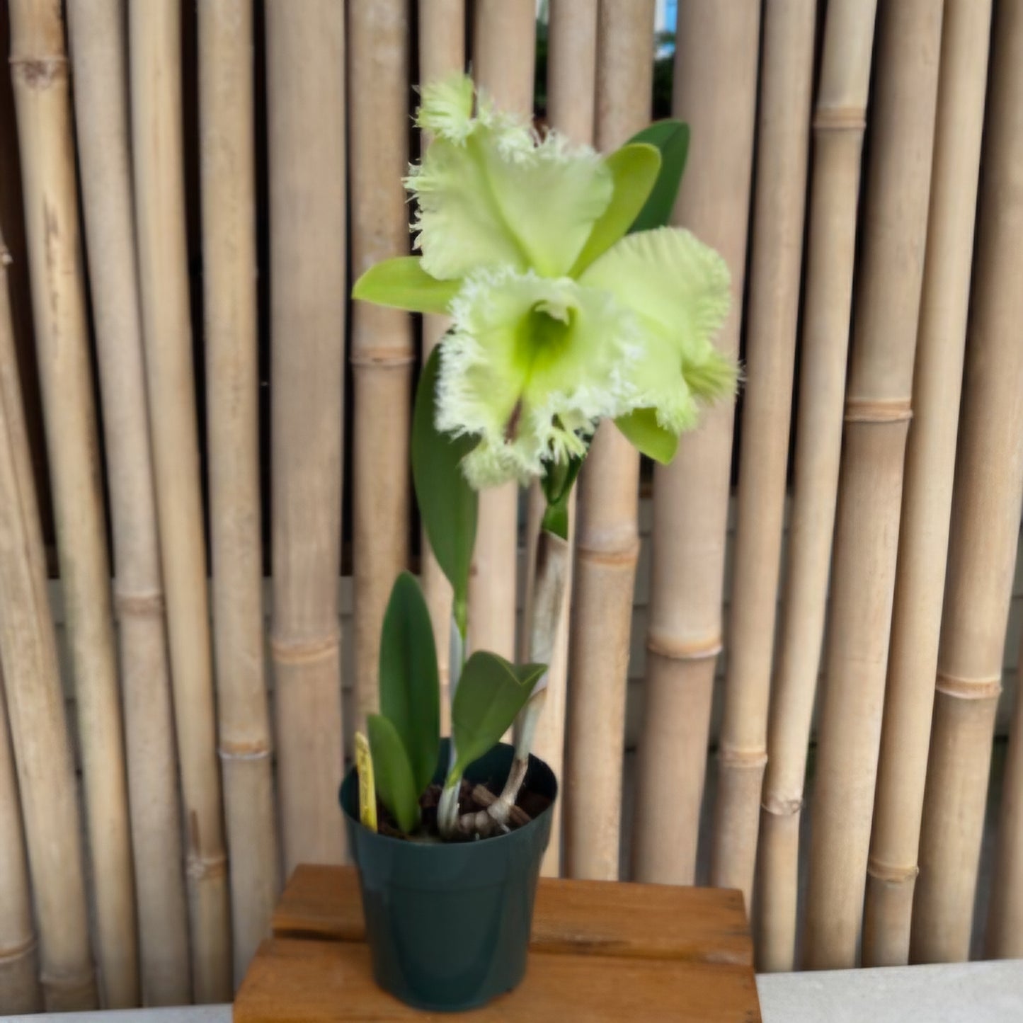 Rlc. Golf Green 'Hair Pig' JC/AOS (5" Pot) - Not Blooming