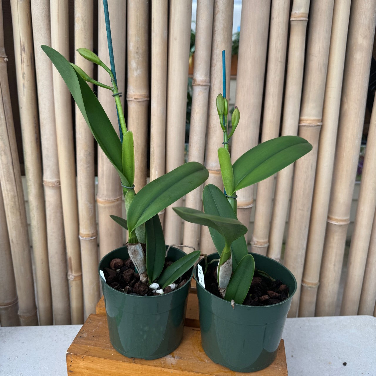 Rth.  Hsinying Catherine 'Hakucho' (5.5" Pot) - Buds