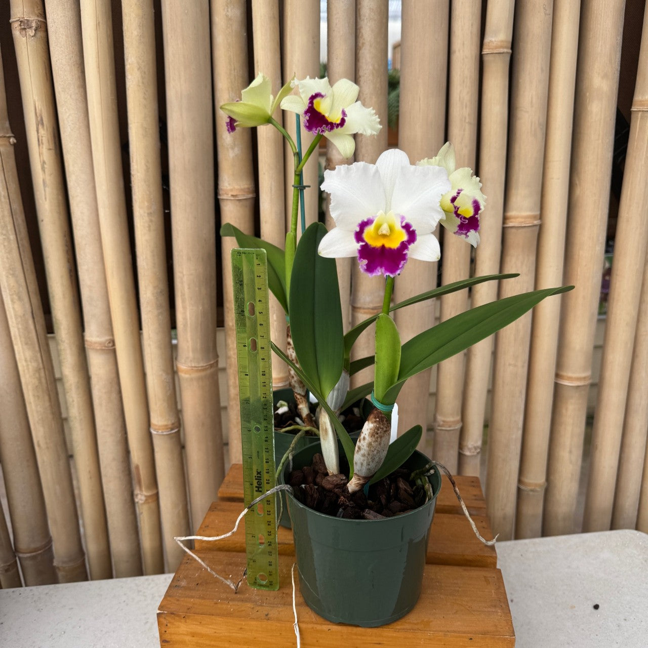 Rth.  Hsinying Catherine 'Hakucho' (5.5" Pot) - Buds