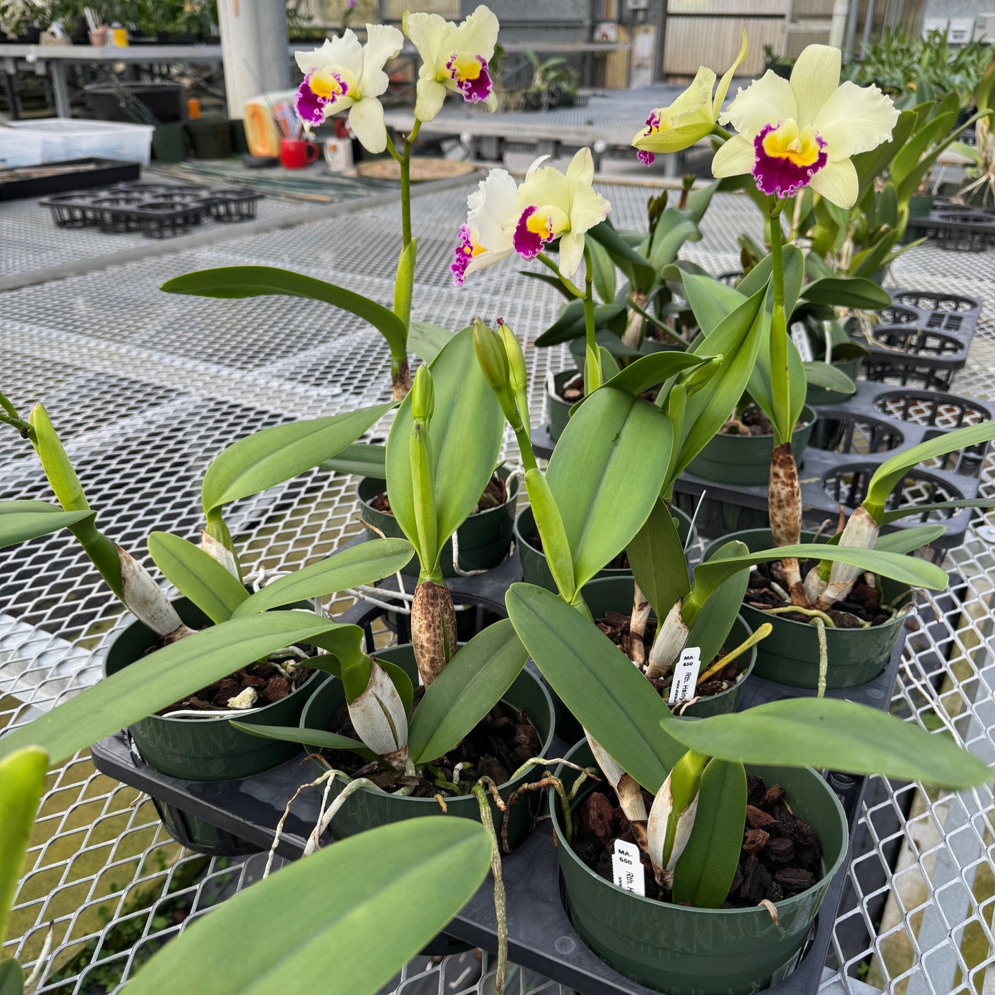 Rth.  Hsinying Catherine 'Hakucho' (5.5" Pot) - Buds