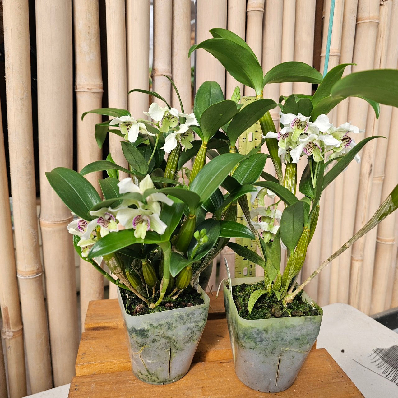 Den. Royal Nora (4" Pot)