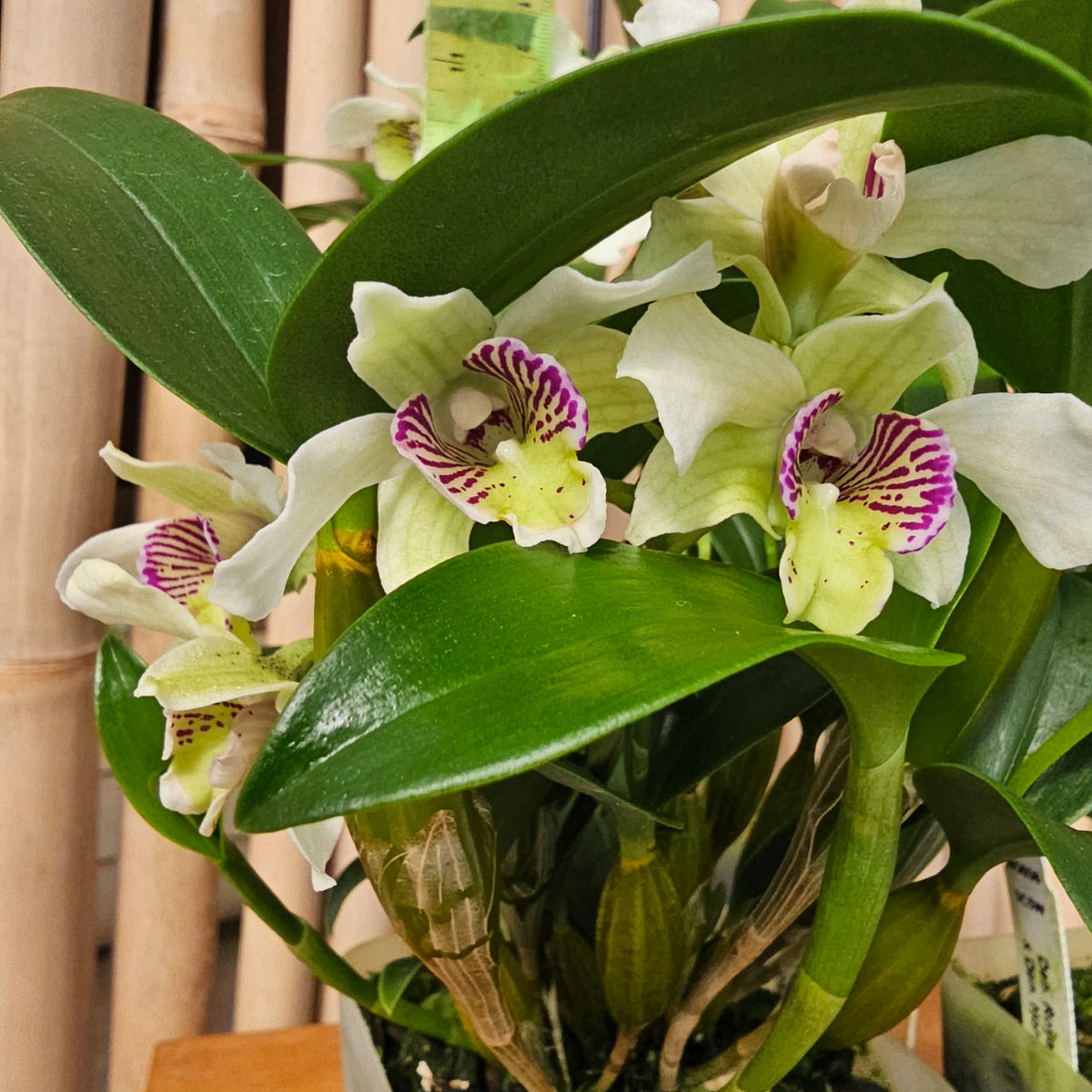 Den. Royal Nora (4" Pot) - Not Blooming