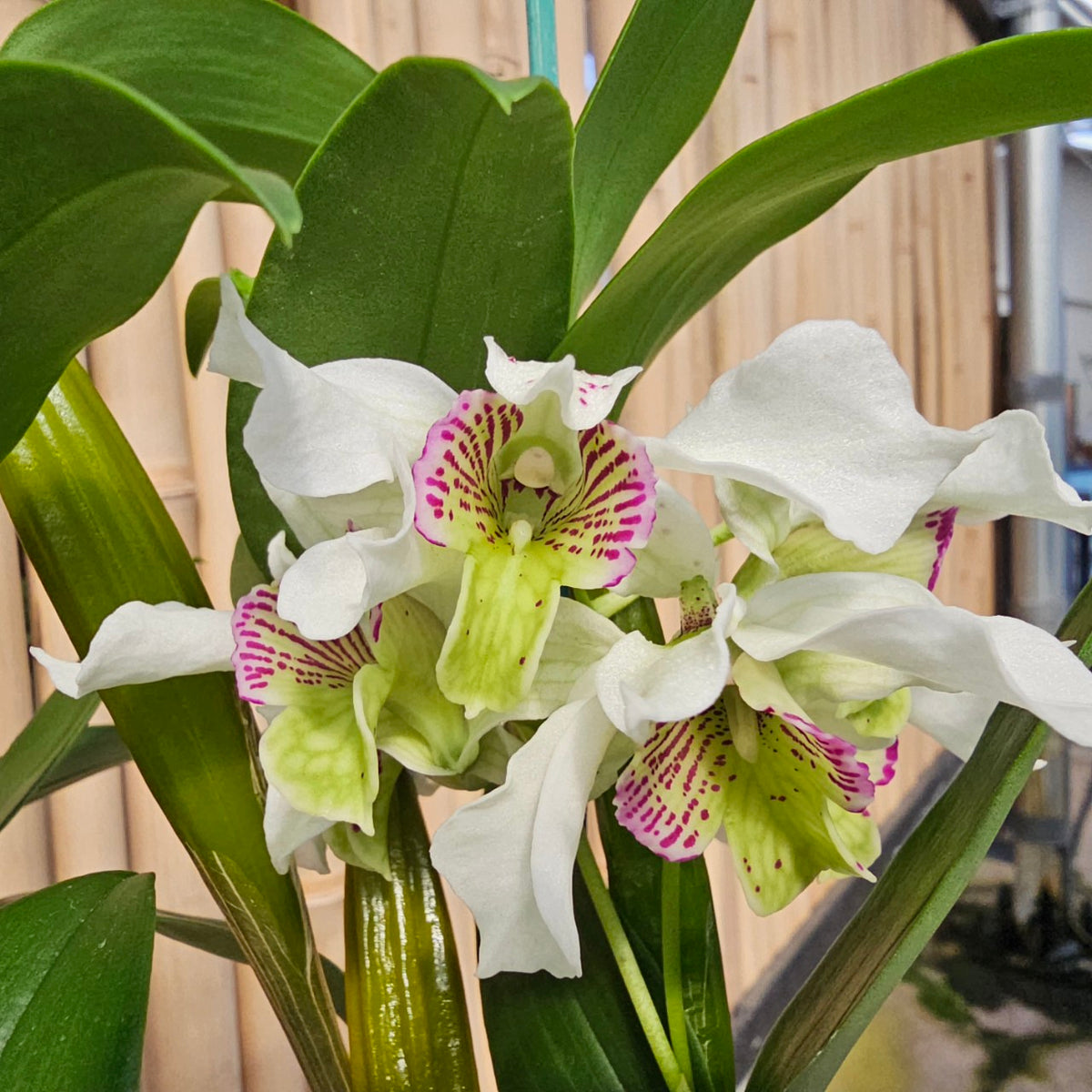 Den. Royal Nora (4" Pot) - Not Blooming