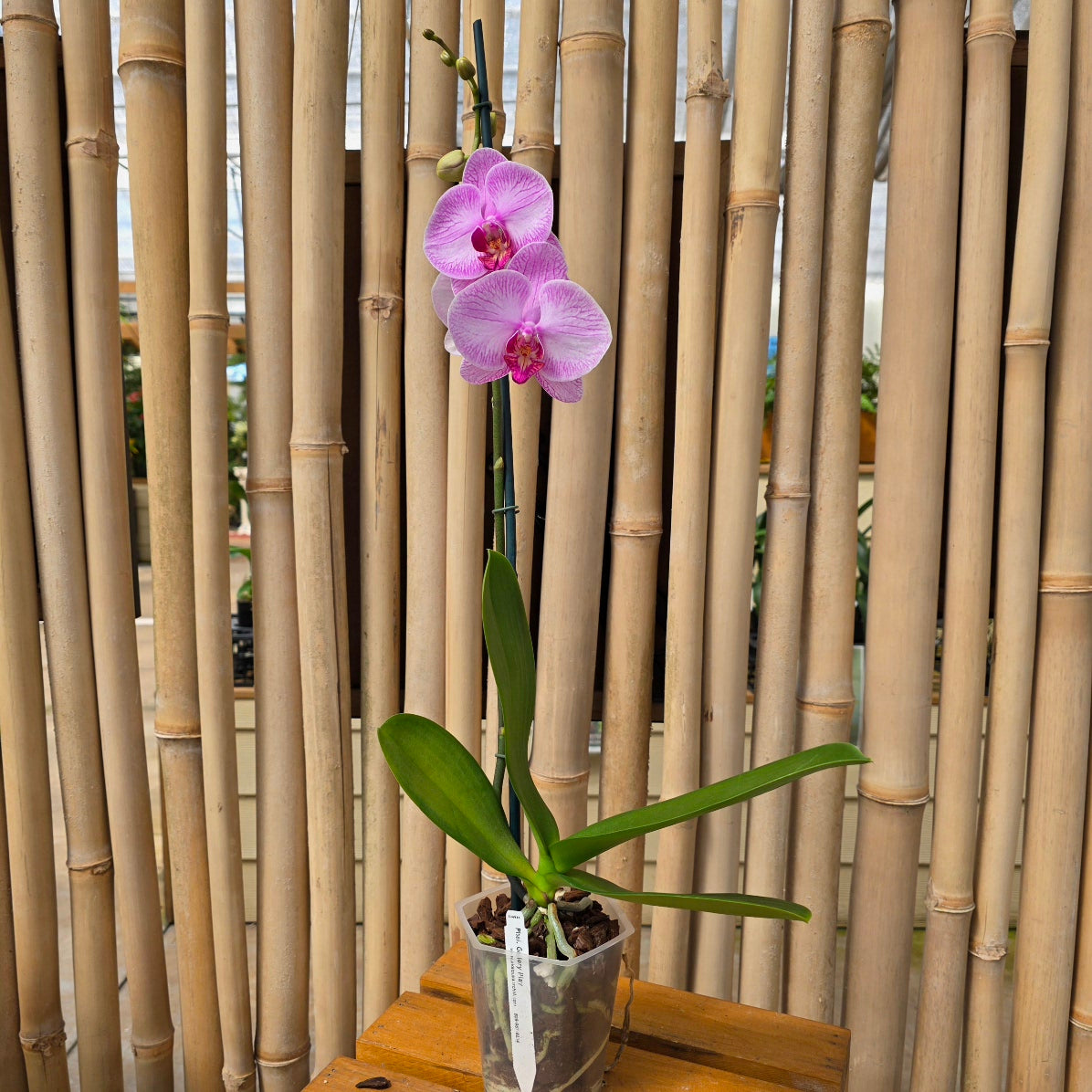 Phal. Gallery Play
