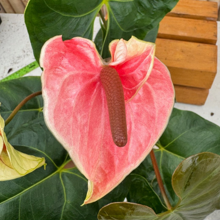 Anth. Double Pink (Seedling - 5.5" Pot)