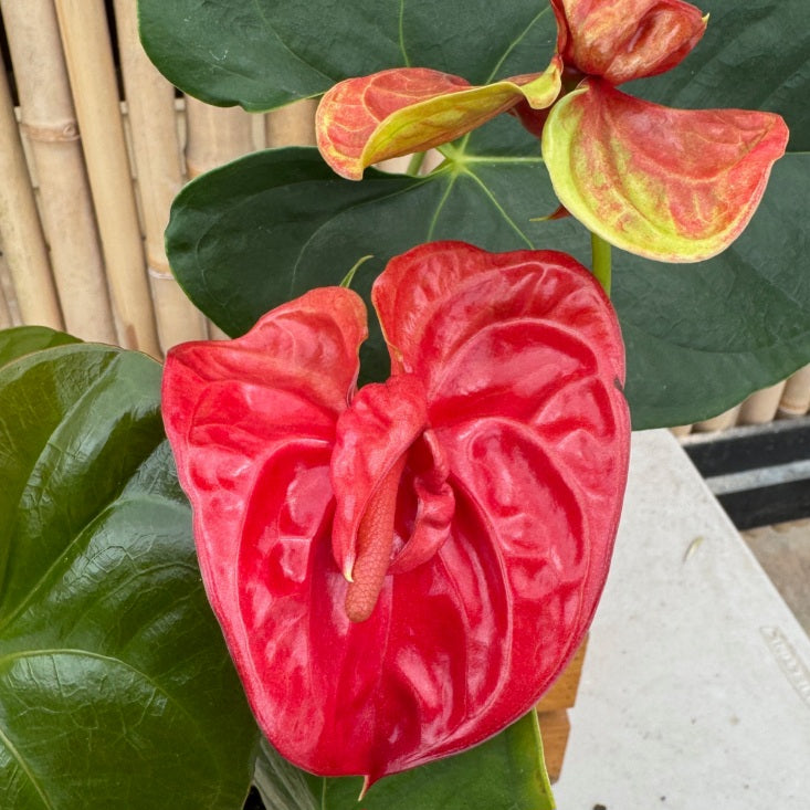 Anth. Double Red (Seedling - 5.5" Pot)