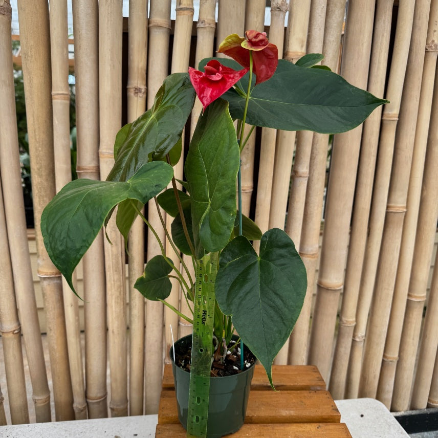 Anth. Double Red (Seedling - 5.5" Pot)