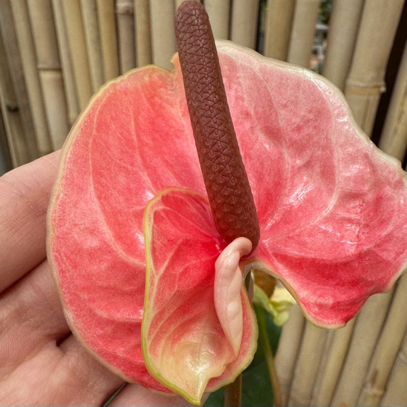 Anth. Double Pink (Seedling - 5.5" Pot)