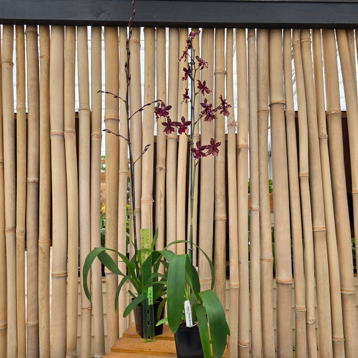 Odcdm. Wildcat 'Bobcat'