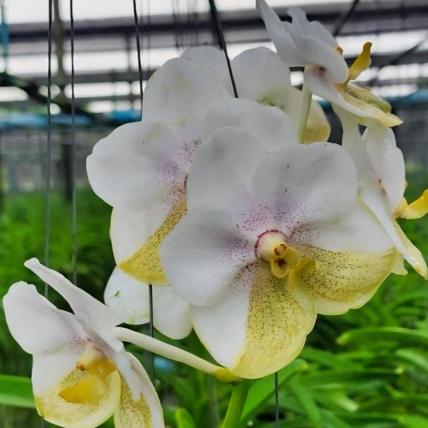 Vanda Luke Nakornsawan (Hanging Basket) - Not Blooming