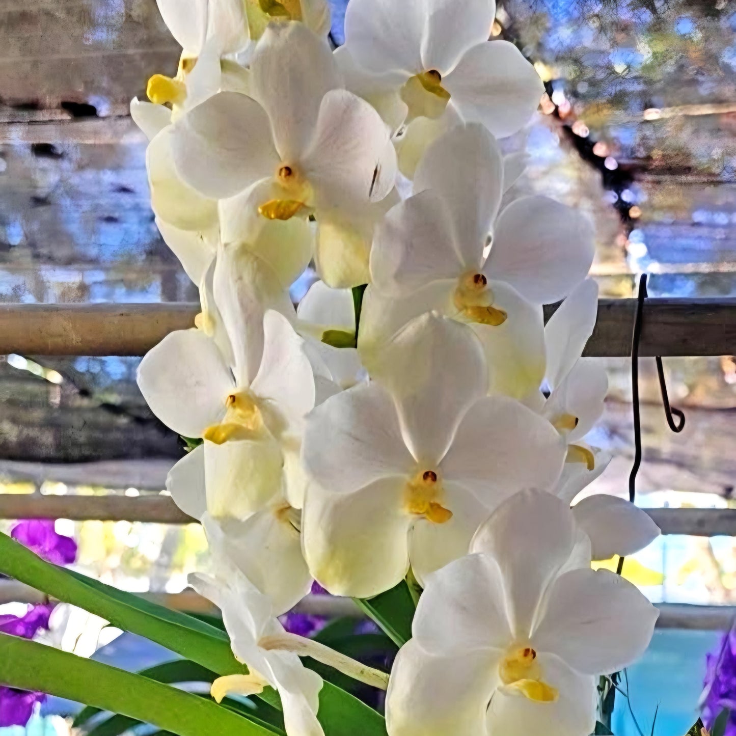 Vandachostylis Ploenpit White (Hanging Basket) - Not Blooming