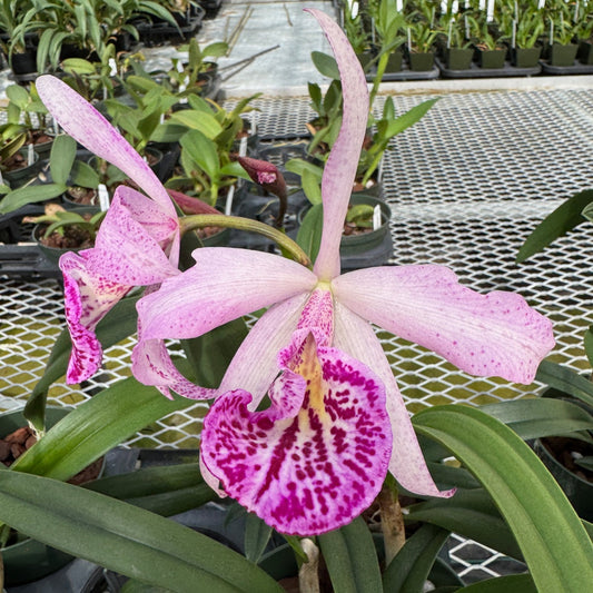 Bc. Yu Toung Star 'No. 1' (5.5" Pot) - Buds