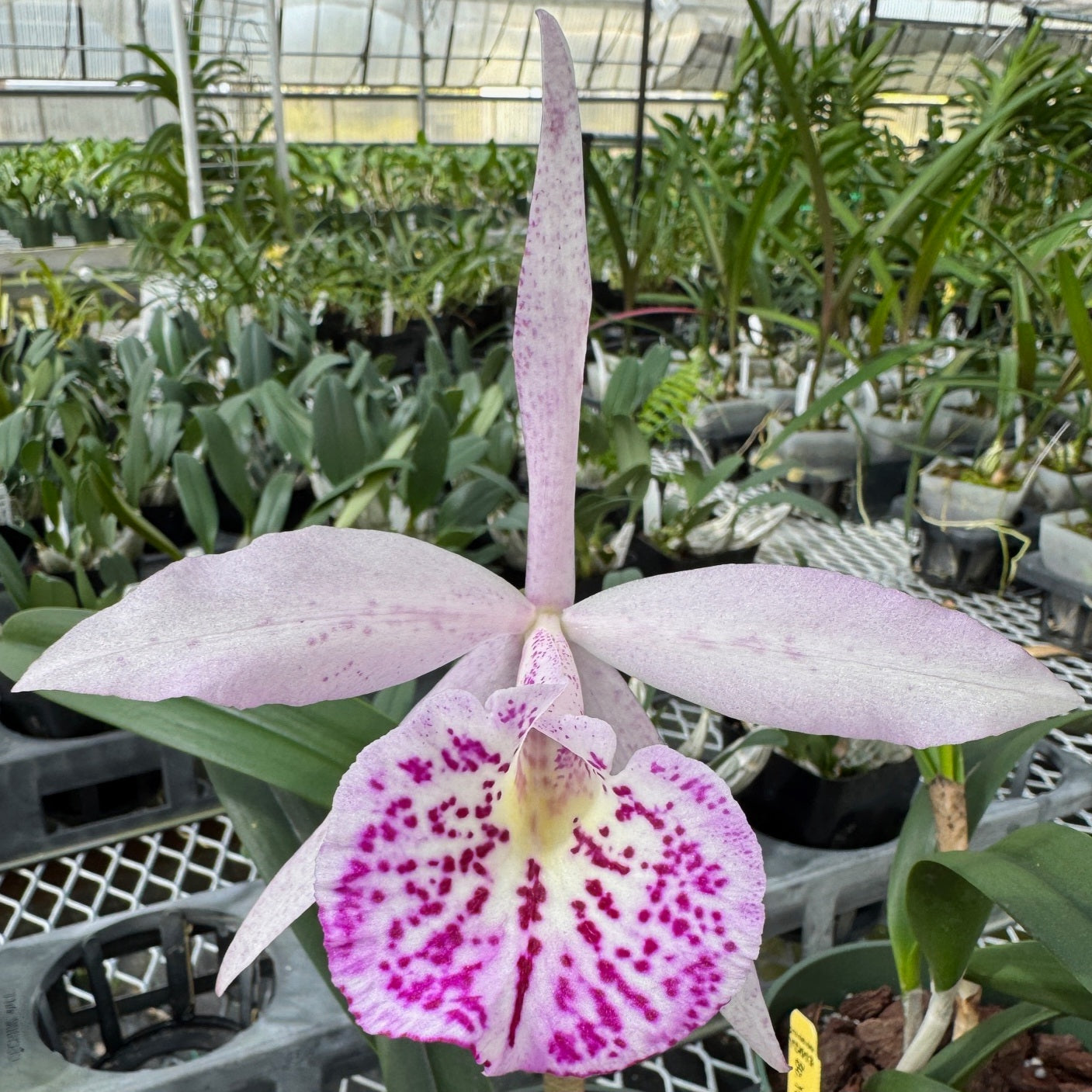 Bc. Yu Toung Star 'No. 1' (5.5" Pot) - Buds