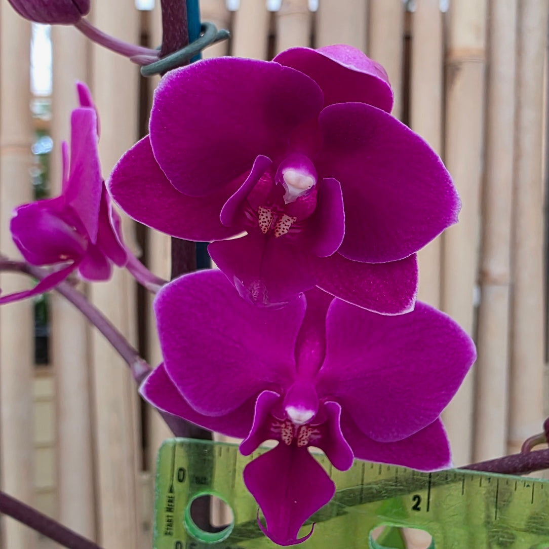 Phal. Cosy Candy (Miniature)