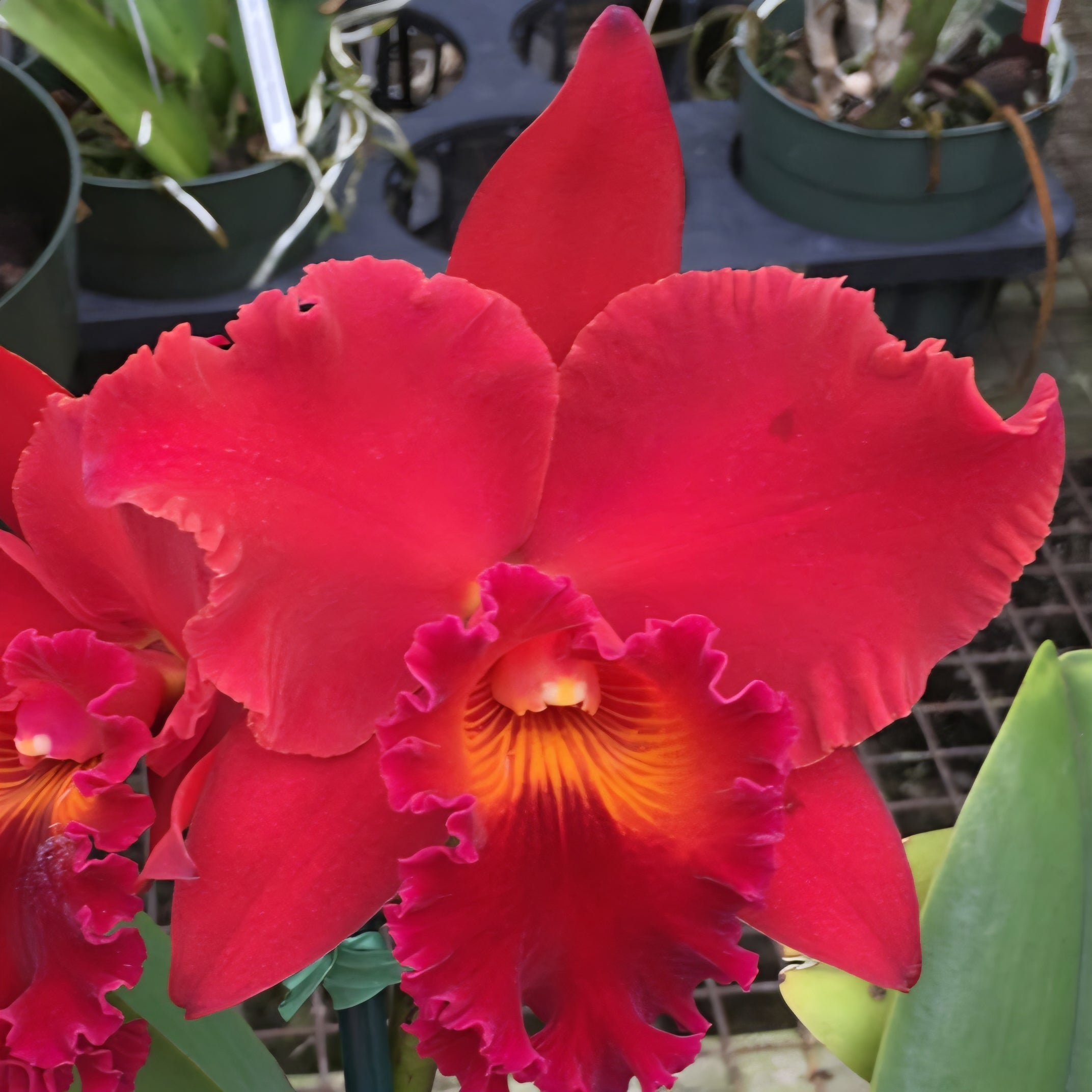 Rlc. Kristy Manmoto 'Volcano Red' (5.5