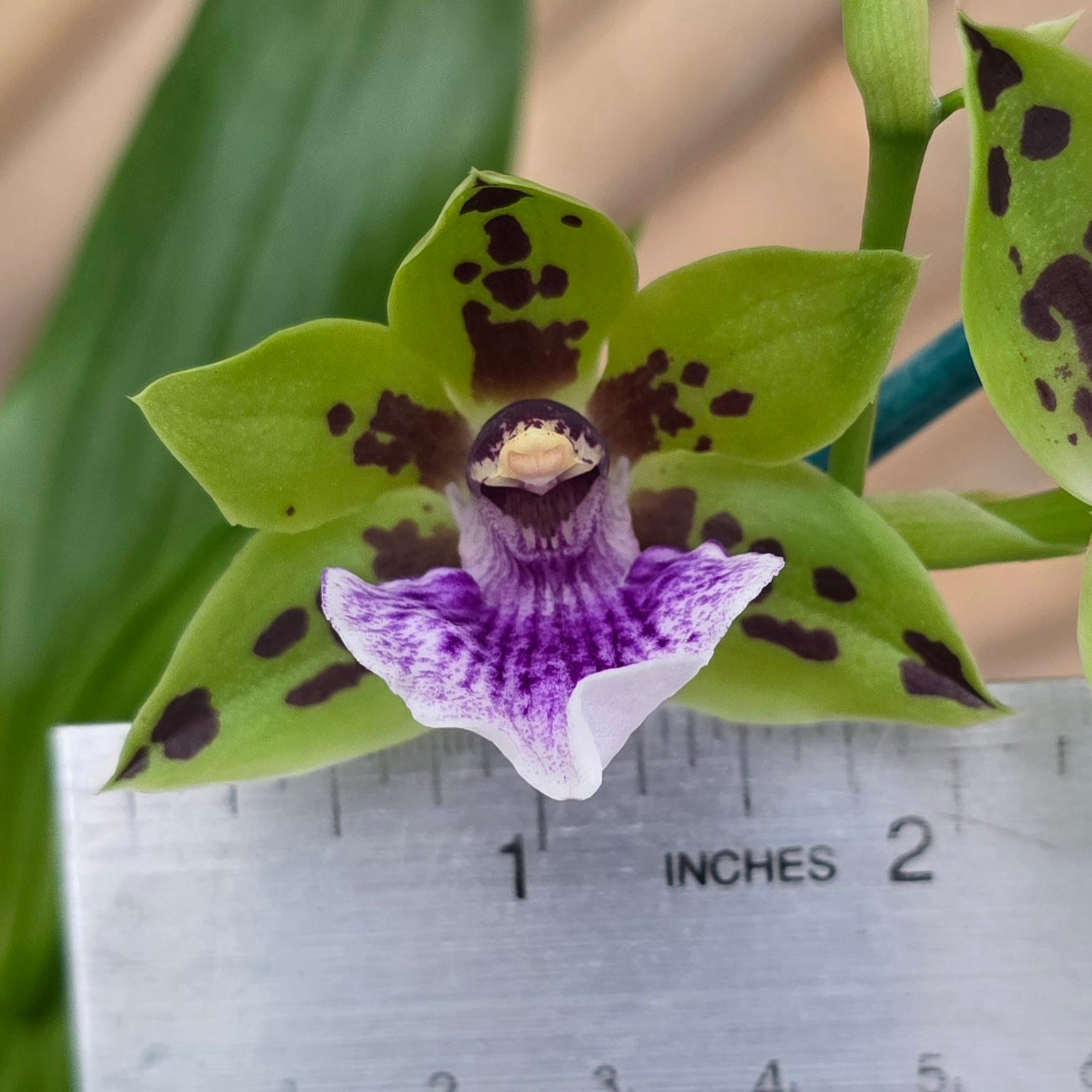 Zygoneria Adelaide Meadows (Z. Titanic x Zga. Dynamo) (4