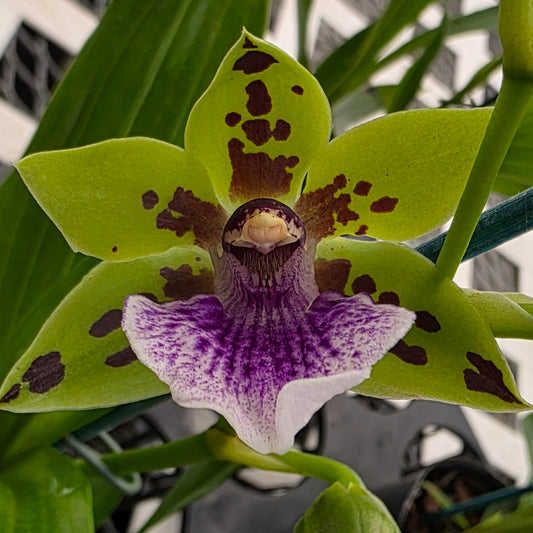 Zygoneria Adelaide Meadows (Z. Titanic x Zga. Dynamo) (4" Pot) - Buds