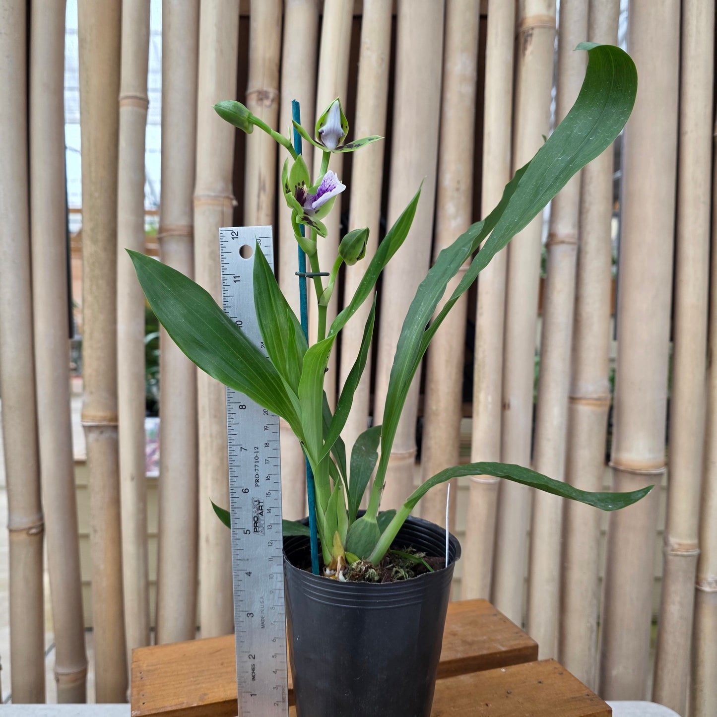 Zygoneria Adelaide Meadows (Z. Titanic x Zga. Dynamo) (4" Pot) - Buds