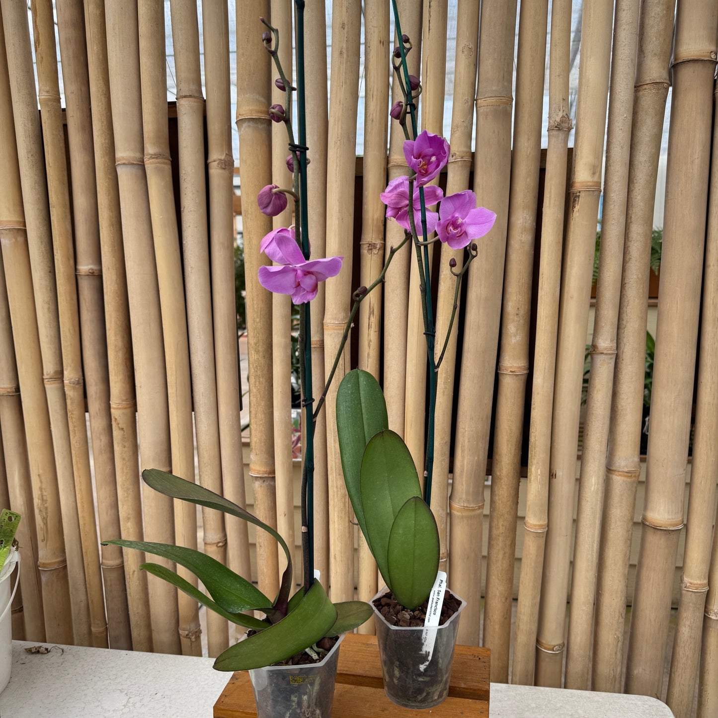 Phal. San Francisco (Single Spike)