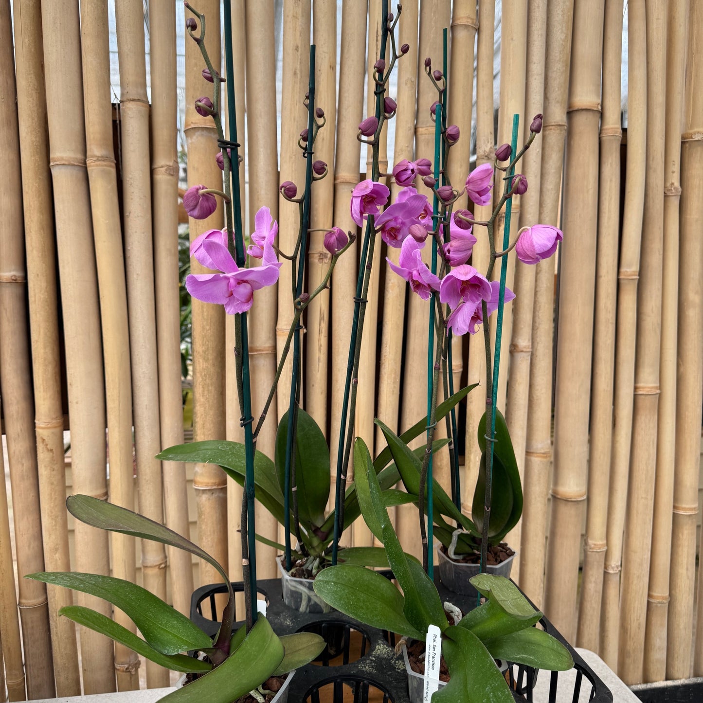 Phal. San Francisco (Double Spike)