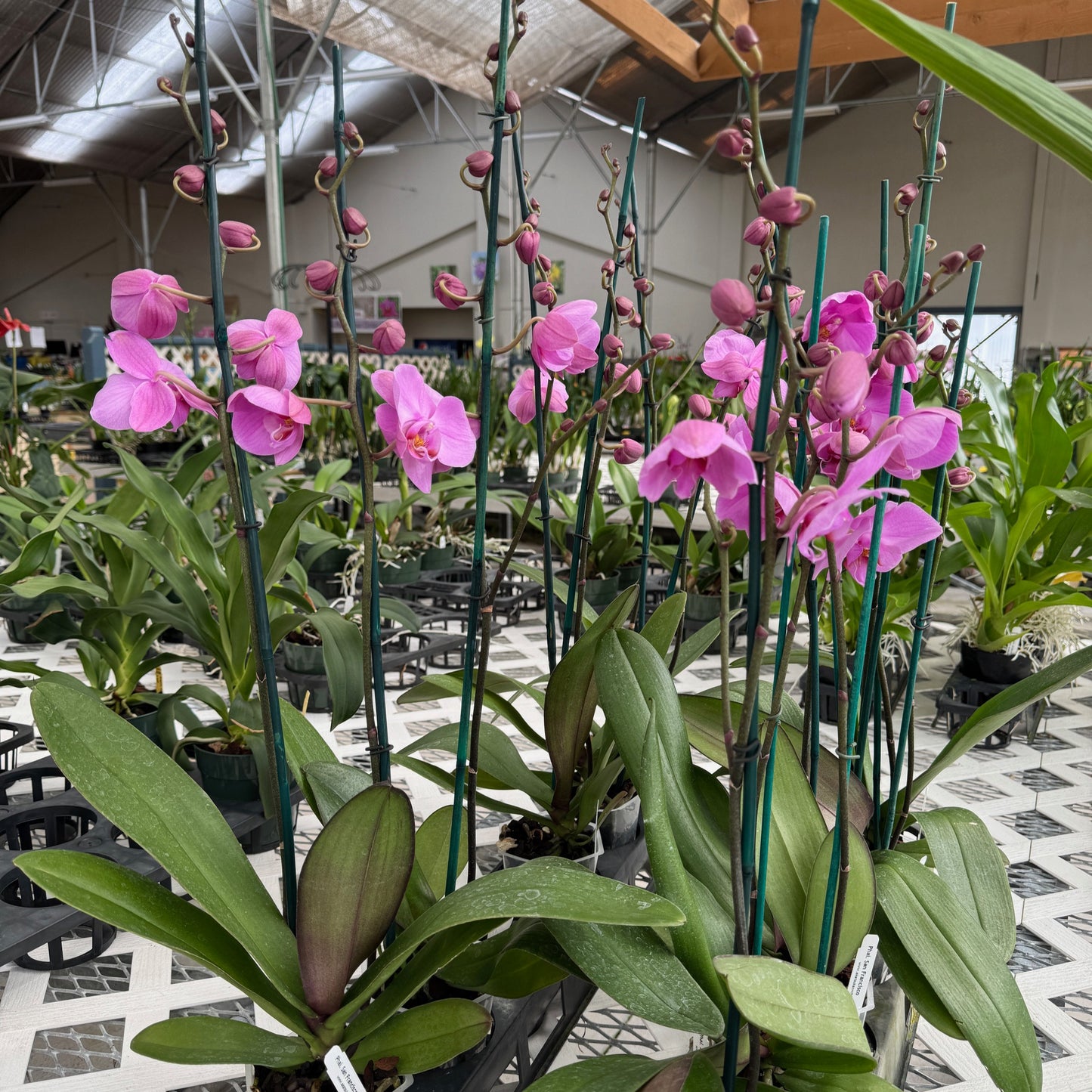 Phal. San Francisco (Double Spike)