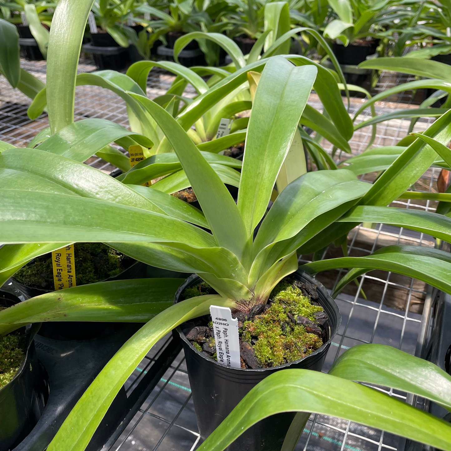 Complex Paphiopedilum (Seedling 4" Pot) - Not Blooming